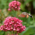 Taubenschwänzchen 13062020