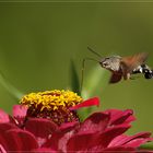 Taubenschwänzchen