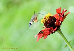 taubenschwänzchen