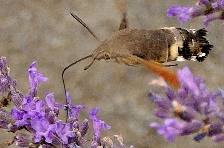 Taubenschwänzchen