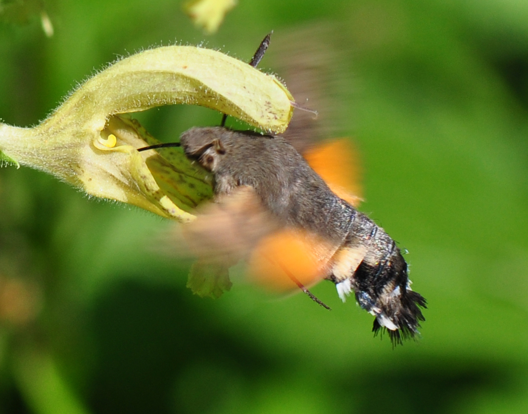 Taubenschwänzchen