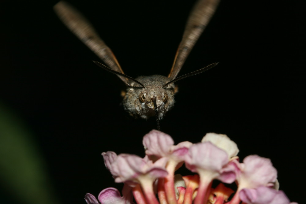 Taubenschwänzchen