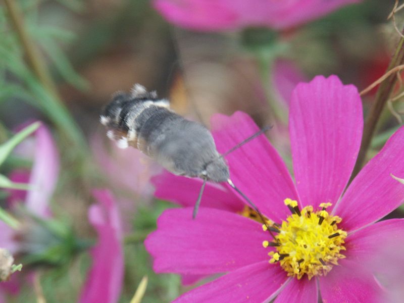 Taubenschwänzchen 2