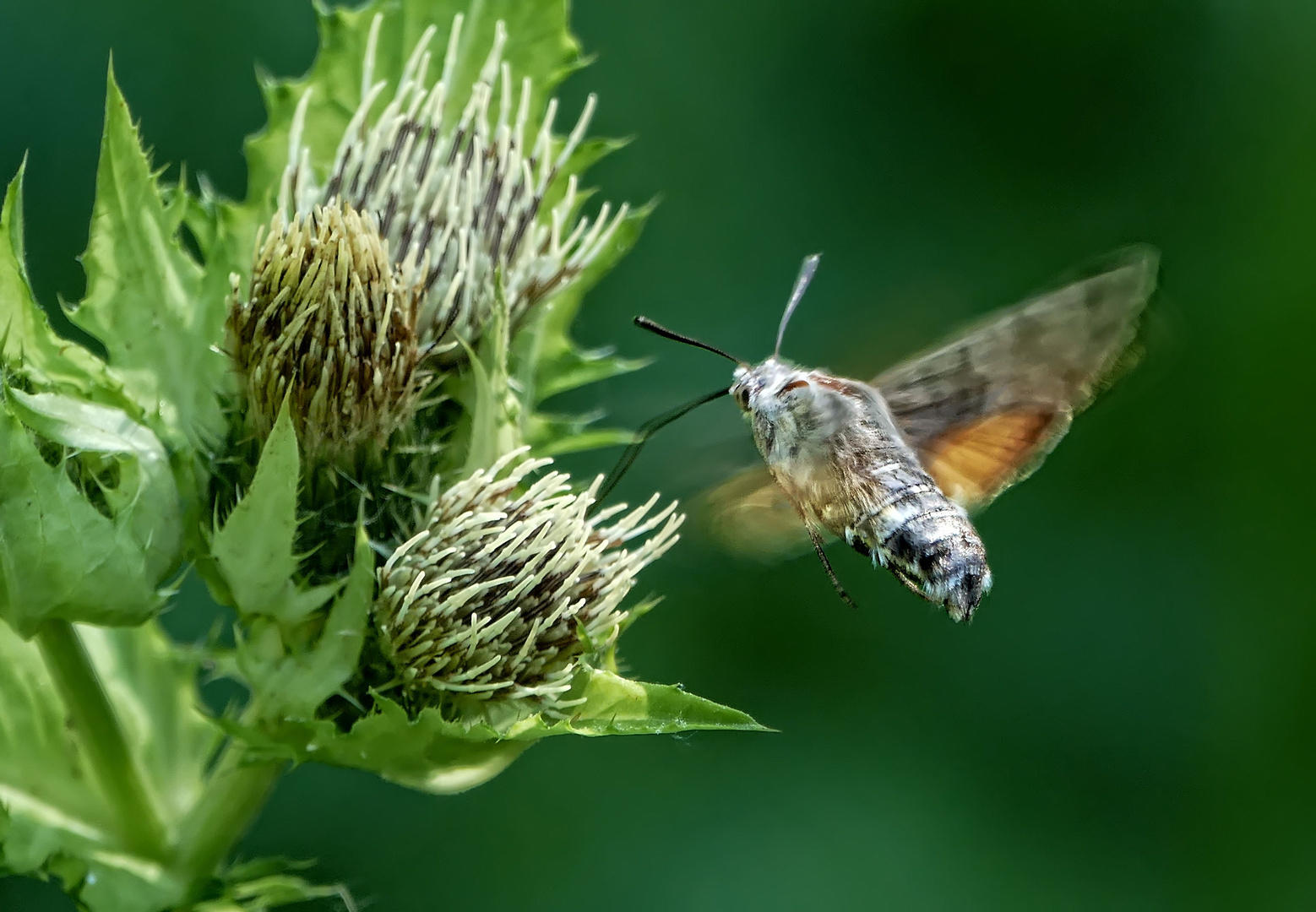 Taubenschwänzchen