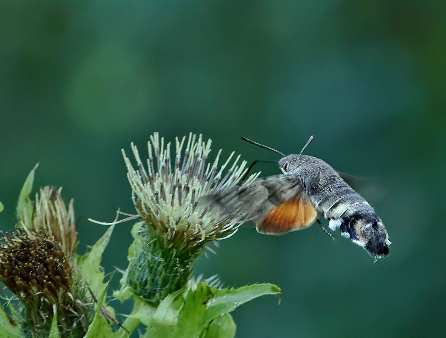 Taubenschwänzchen