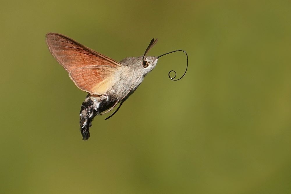 Taubenschwänzchen