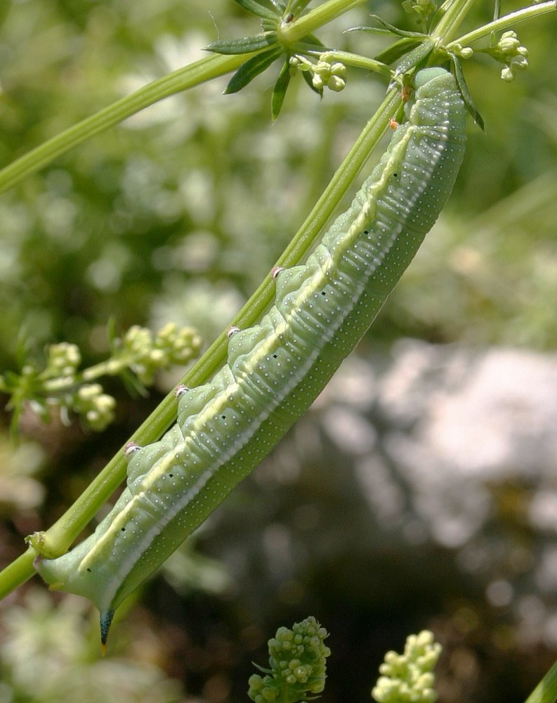 Taubenschwänzchen