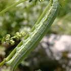 Taubenschwänzchen