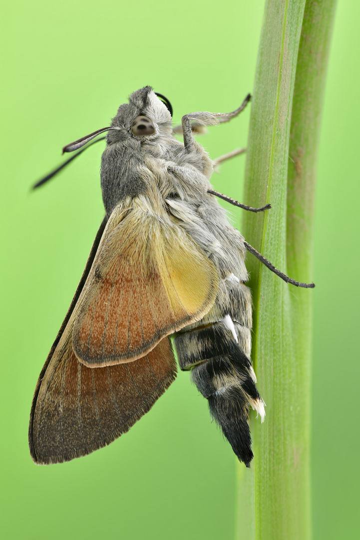 Taubenschwänzchen 