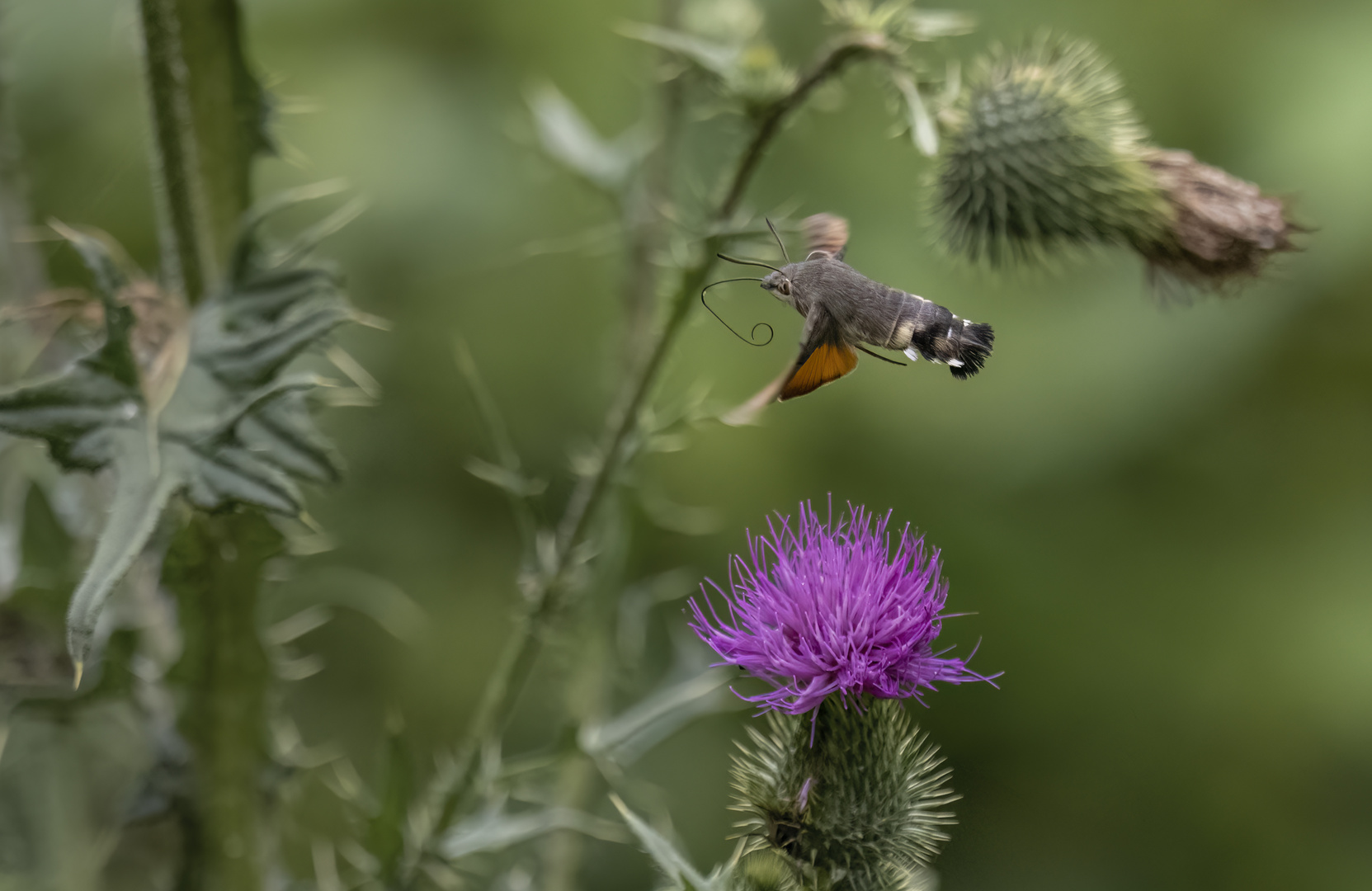 Taubenschwänzchen