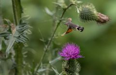 Taubenschwänzchen