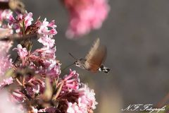 Taubenschwänzchen