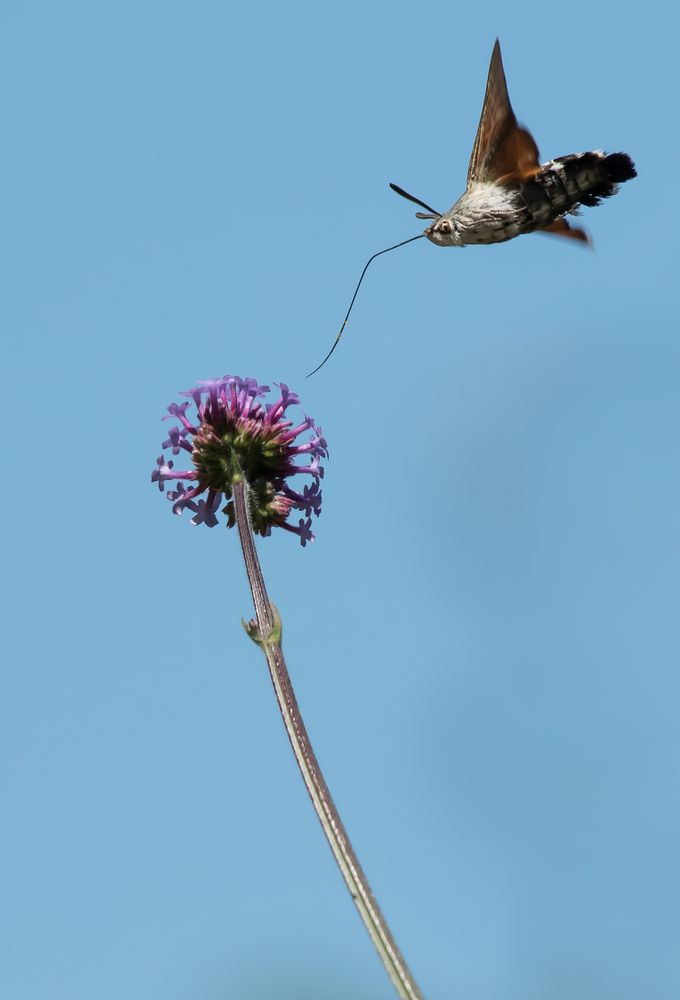 Taubenschwänzchen 