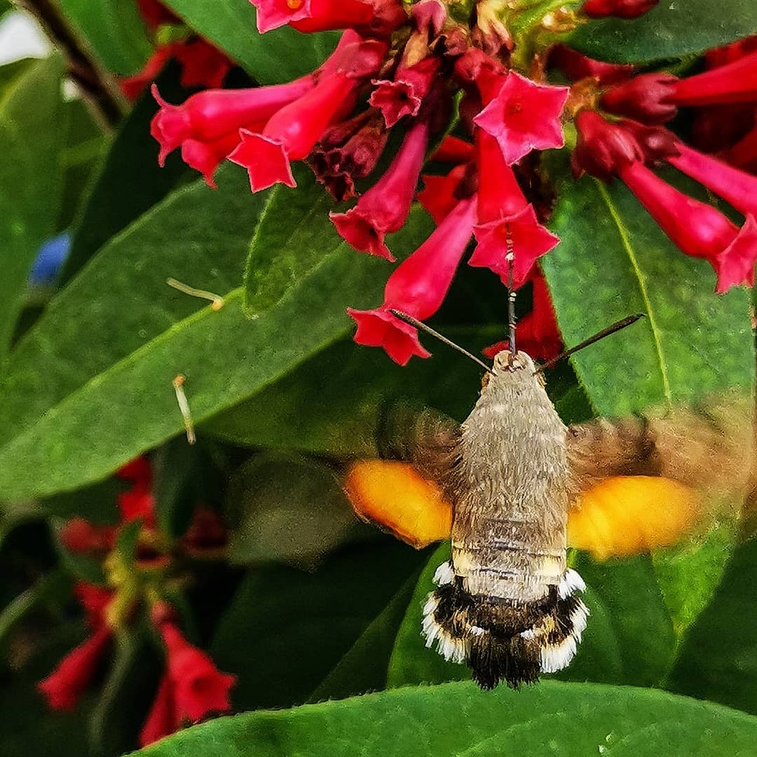 Taubenschwänzchen