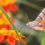 Taubenschwänzchen