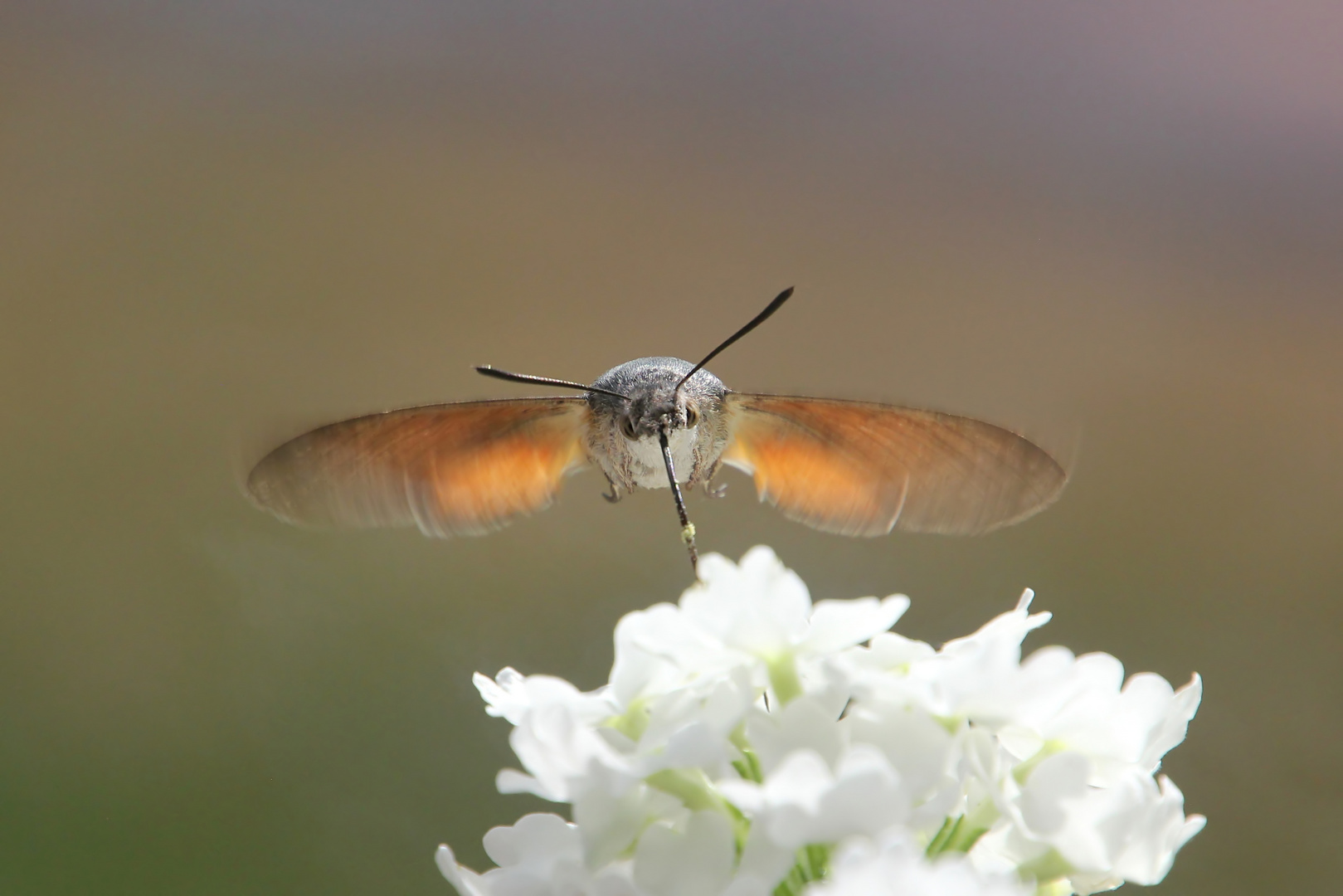 Taubenschwänzchen