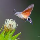 Taubenschwänzchen 