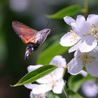 Taubenschwänzchen