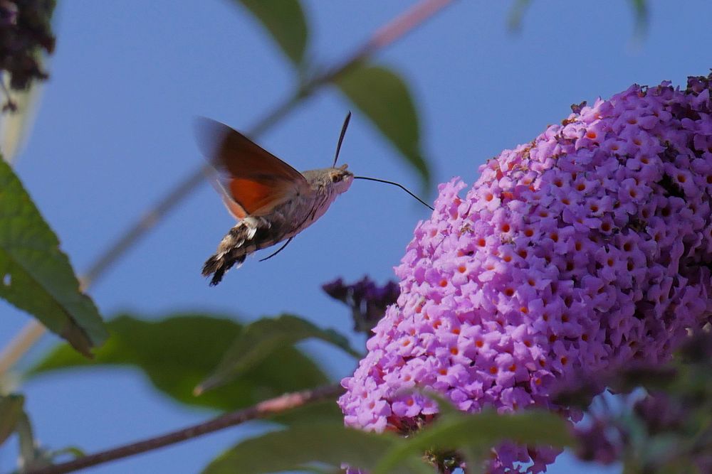 Taubenschwänzchen