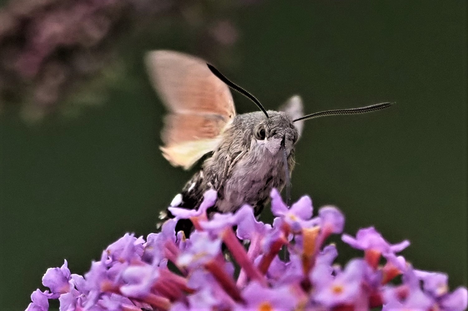 Taubenschwänzchen