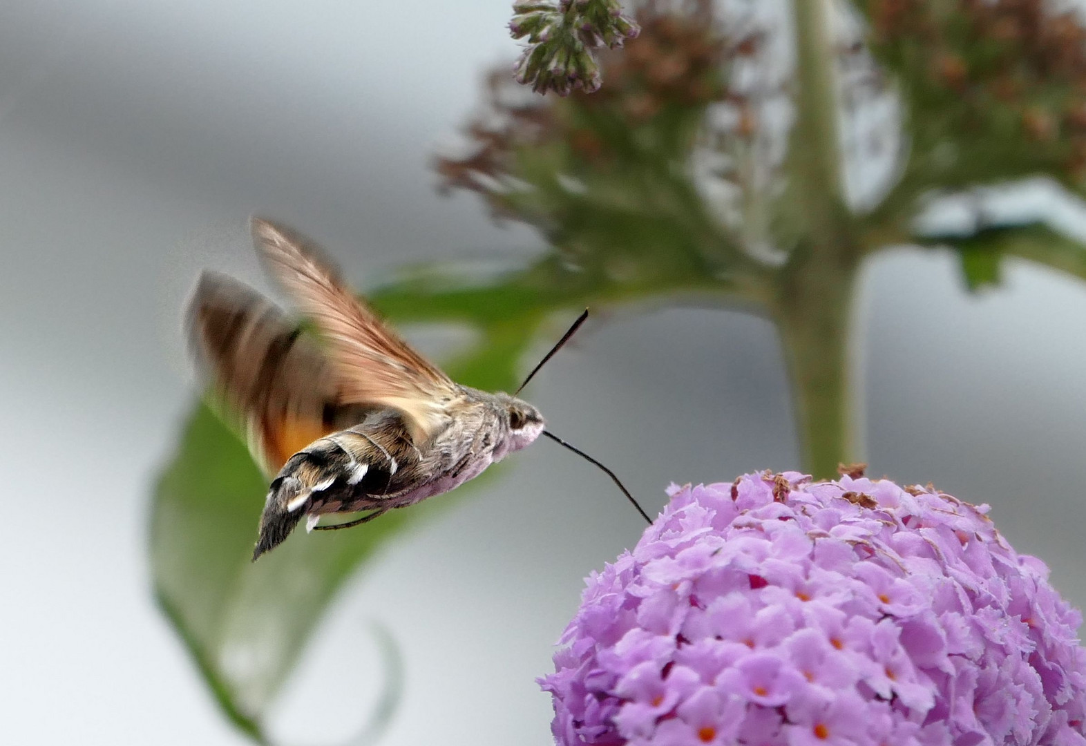 Taubenschwänzchen