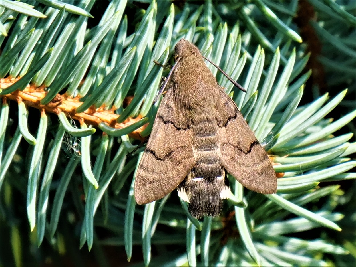 Taubenschwänzchen