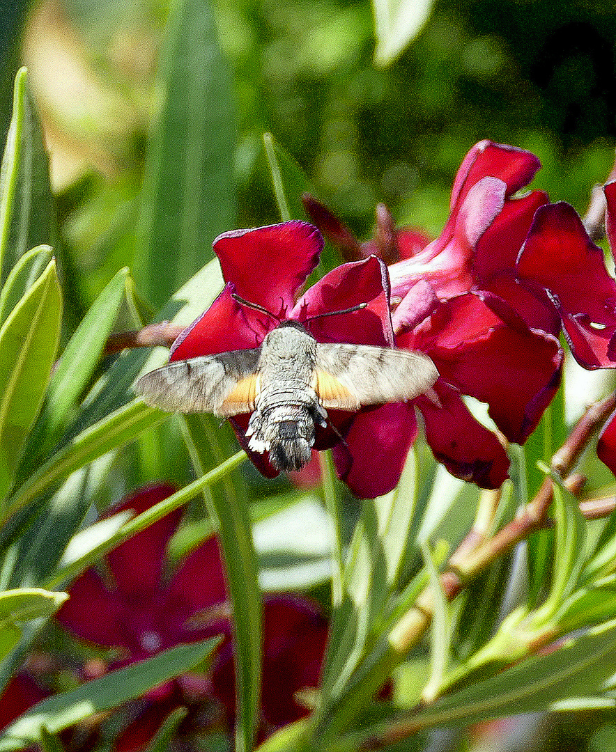 Taubenschwänzchen