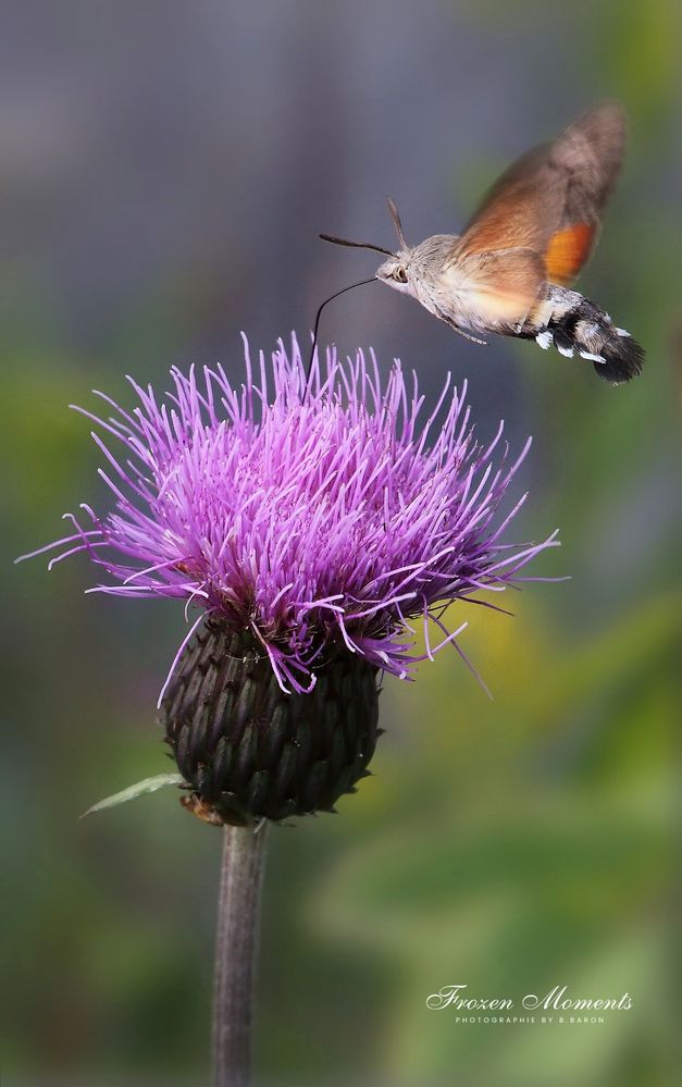 Taubenschwänzchen