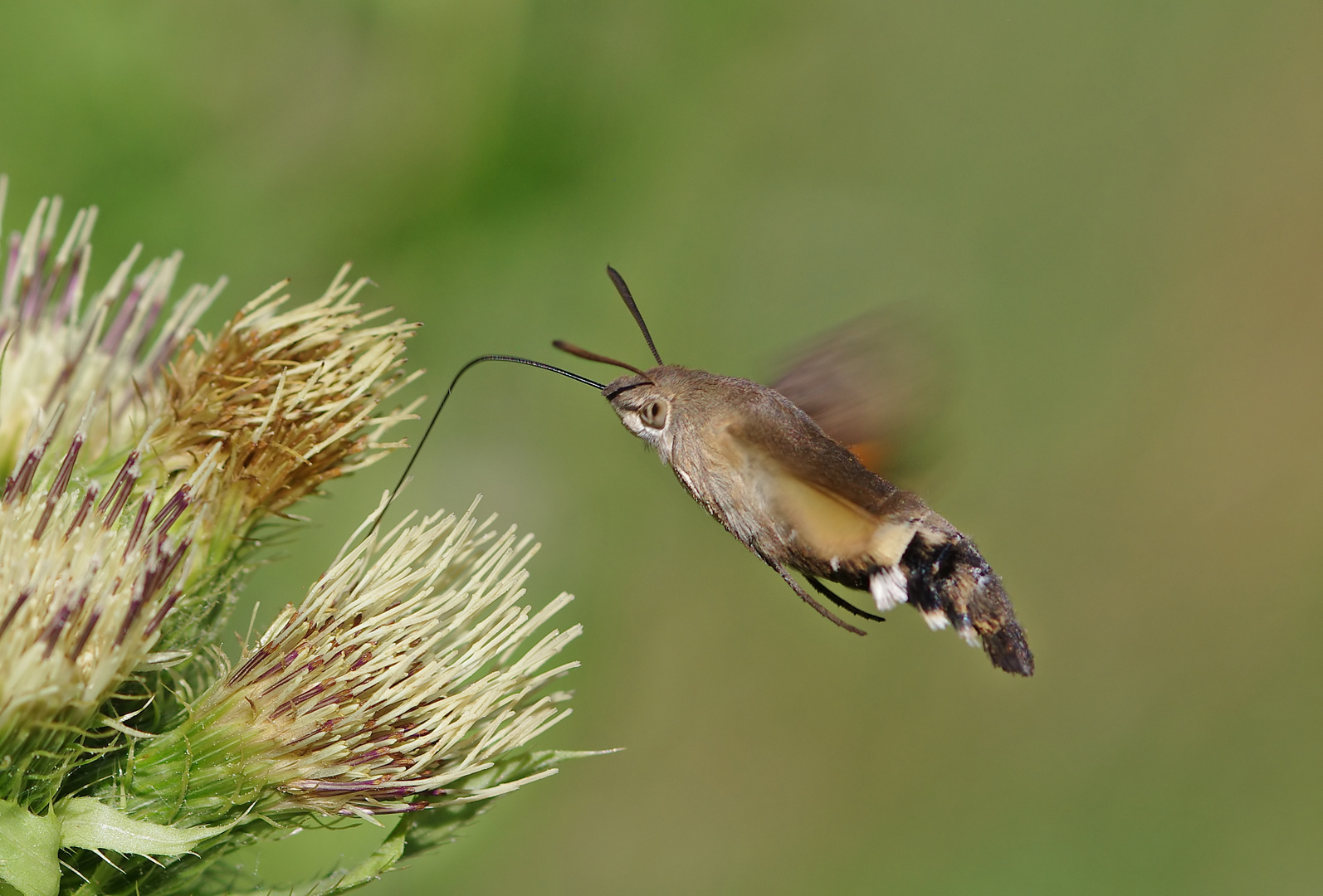 Taubenschwänzchen