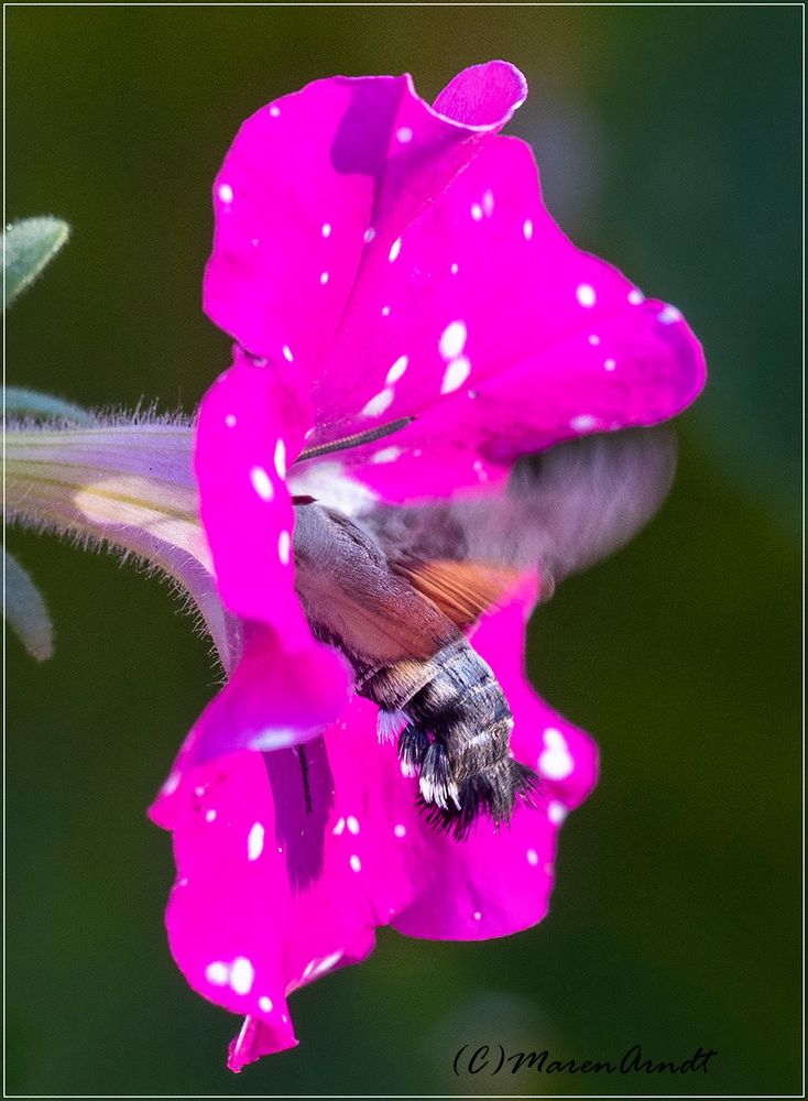 Taubenschwänzchen