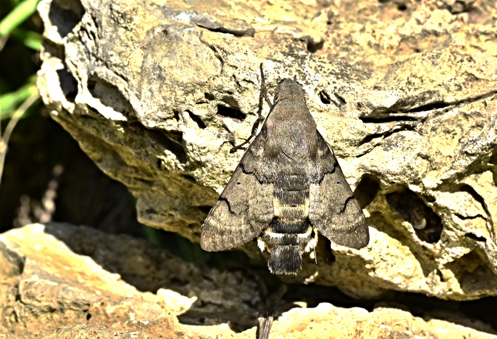 Taubenschwänzchen