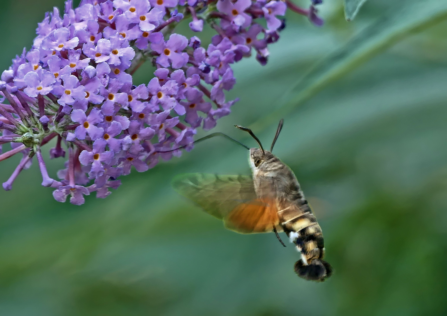 Taubenschwänzchen