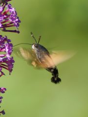 Taubenschwänzchen