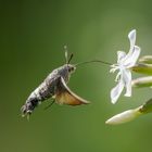 Taubenschwänzchen