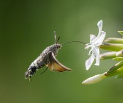 Taubenschwänzchen