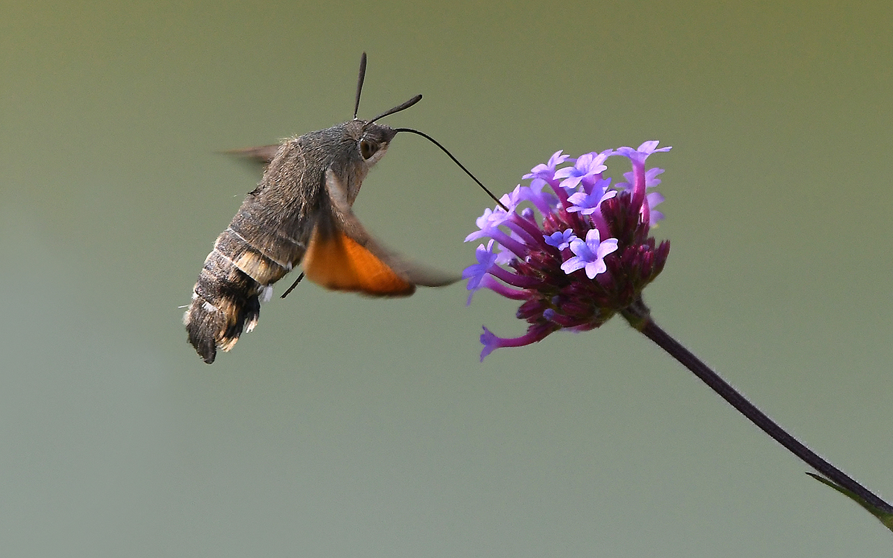 Taubenschwänzchen 