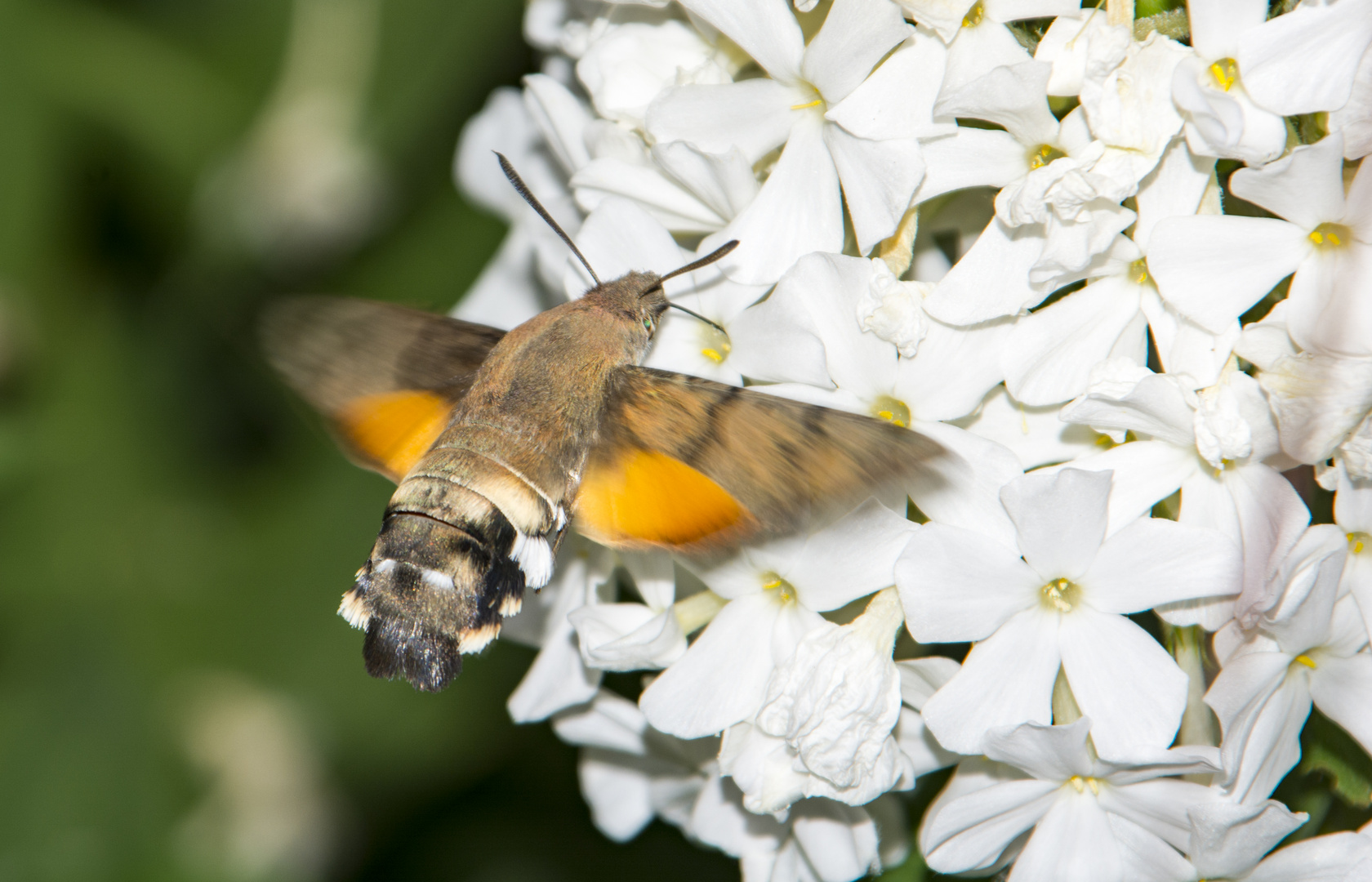 Taubenschwänzchen