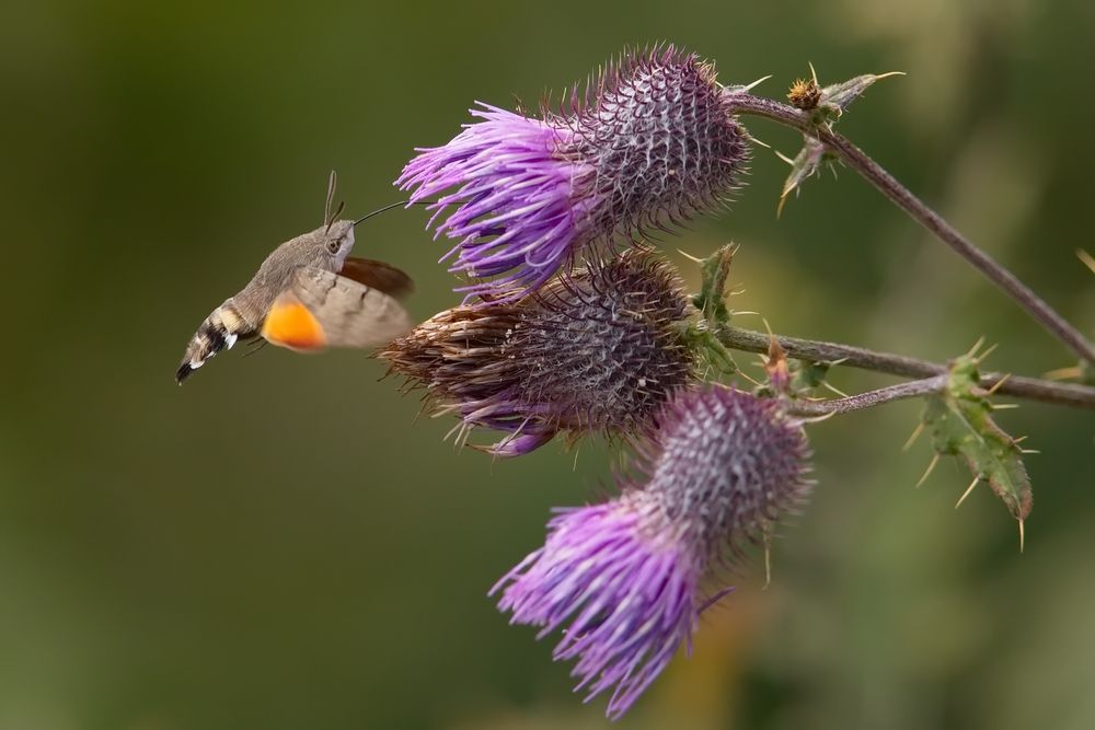 Taubenschwänzchen