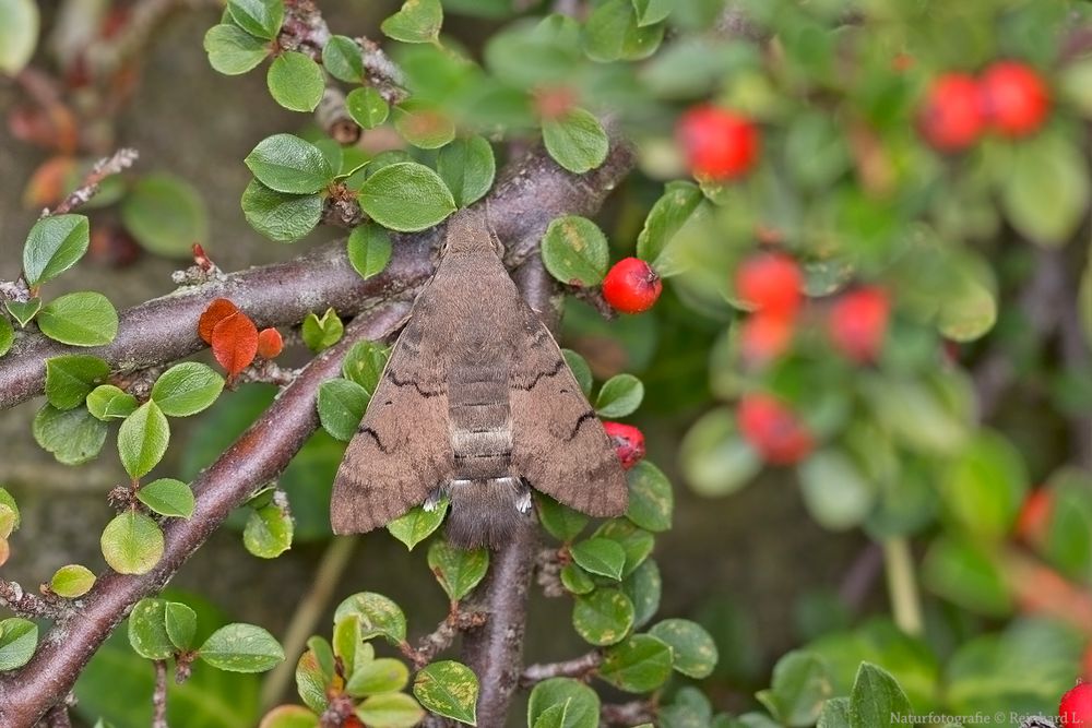  Taubenschwänzchen  