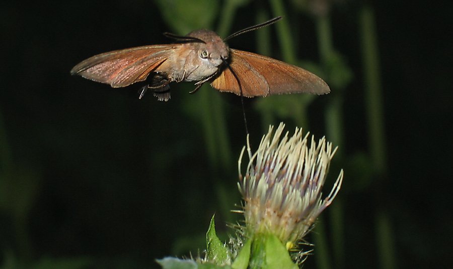 Taubenschwänzchen (als Fledermaus verkleidet)