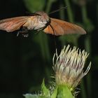 Taubenschwänzchen (als Fledermaus verkleidet)