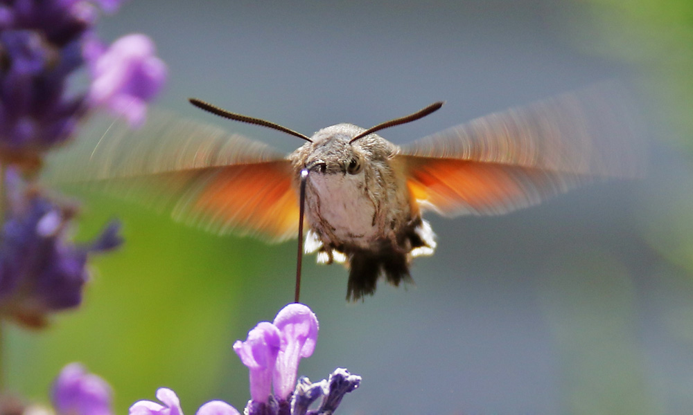 Taubenschwänzchen als Flugakrobat