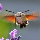 Taubenschwänzchen als Flugakrobat