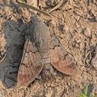 Taubenschwänzchen am Boden