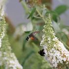 Taubenschwänzchen am Flieder