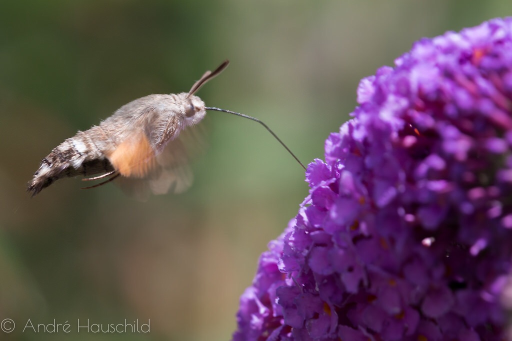 Taubenschwänzchen am Fliederbusch