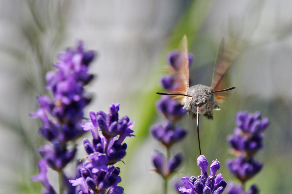 Taubenschwänzchen am Lavendel