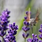 Taubenschwänzchen am Lavendel