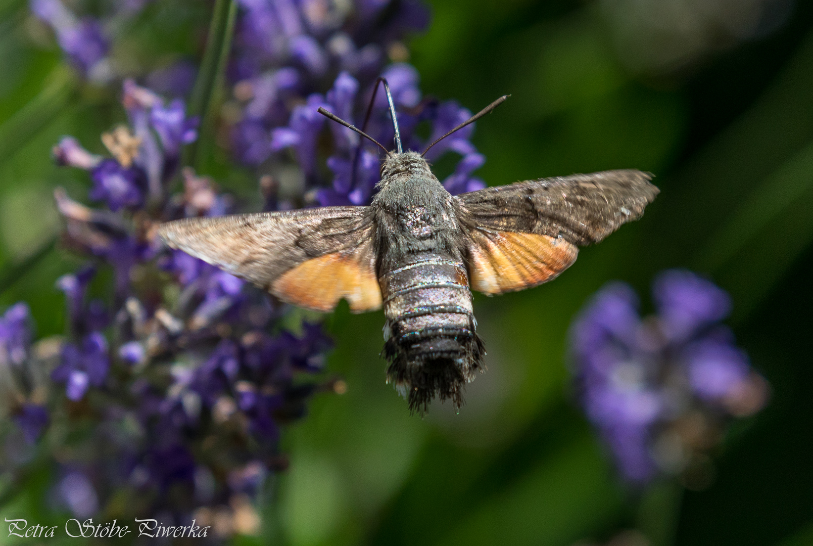 Taubenschwänzchen am Lavendel