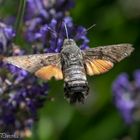 Taubenschwänzchen am Lavendel